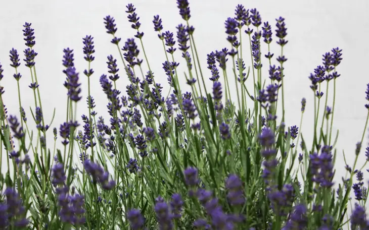 Levandule