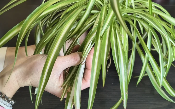 Zelenec a ruka držící listy s hnědými skvrnami