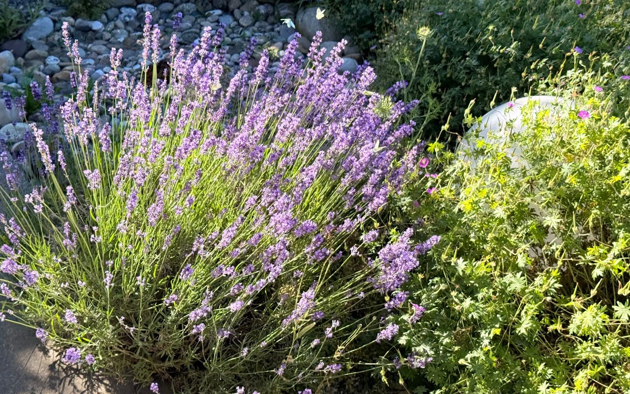 Levandule na záhonu s ostatními rostlinami