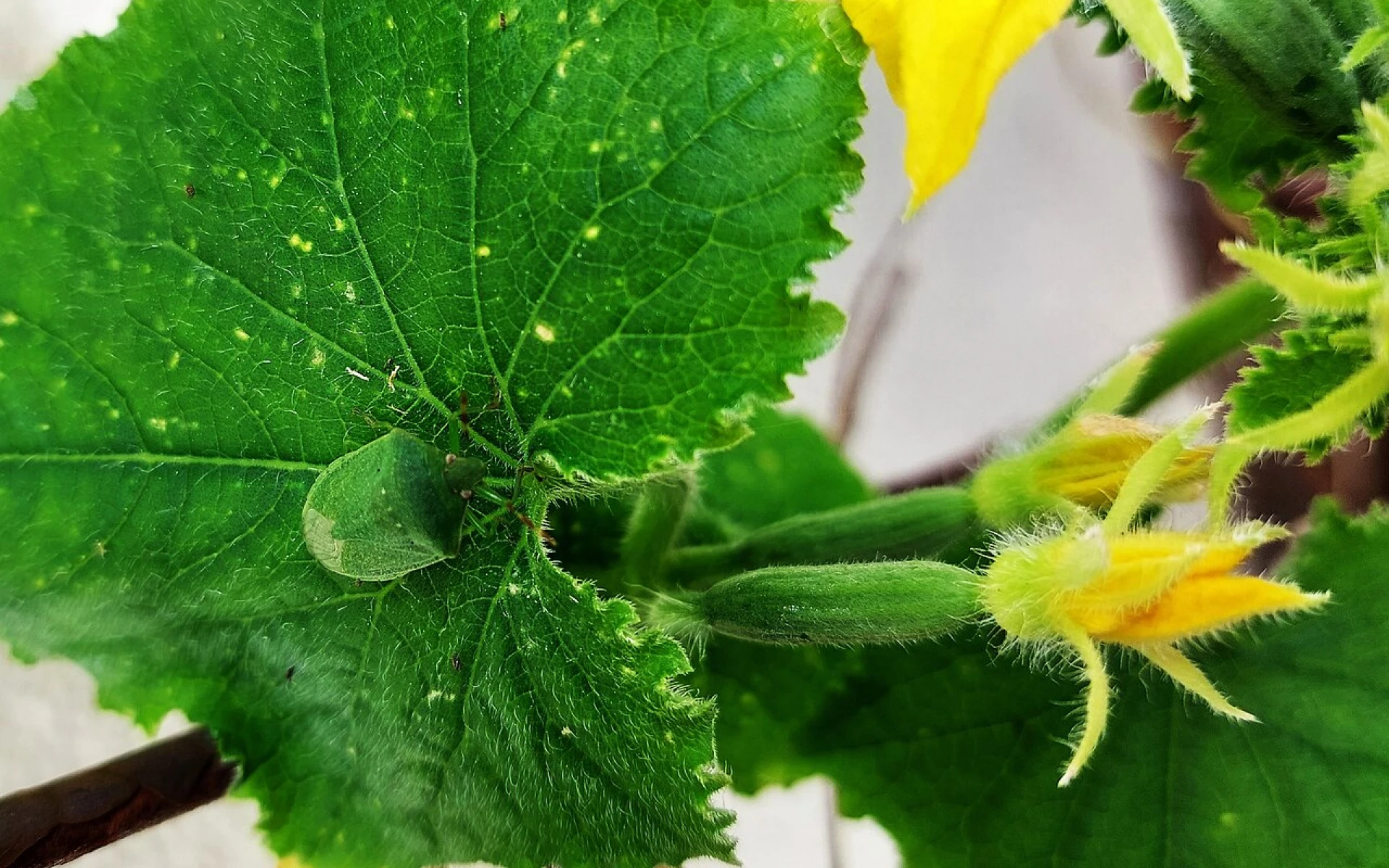 Žloutnutí malých okurek nepodceňujte: Proč je tomu tak a jak zachránit úrodu