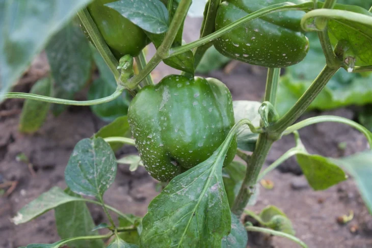 Paprika zelená pěstování na záhonu