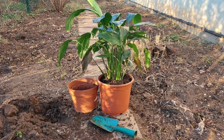 Pokojová rostlina v květináči s lopatkou