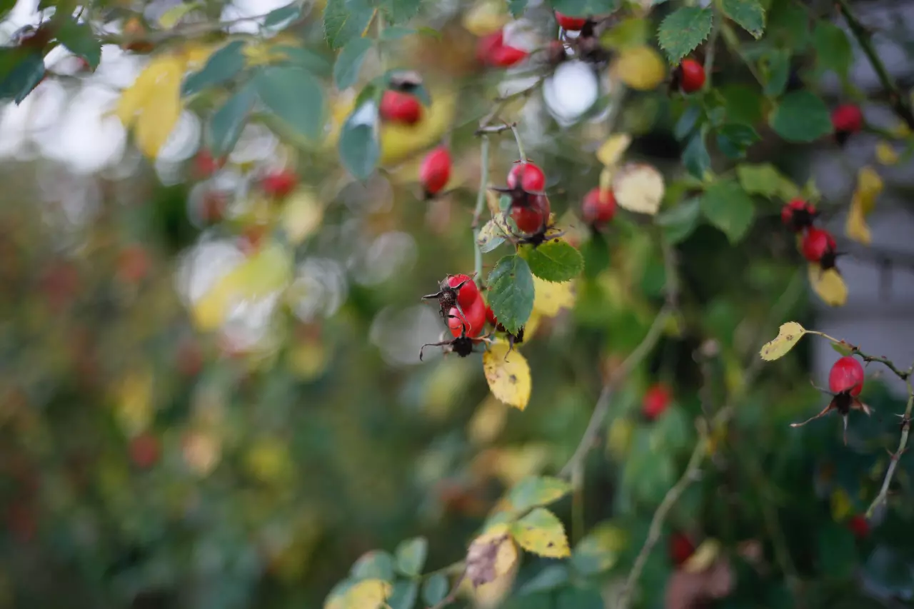 Připravte si domácí sypký vitamín C: Ideální pro podporu imunity a ochranu před chřipkou