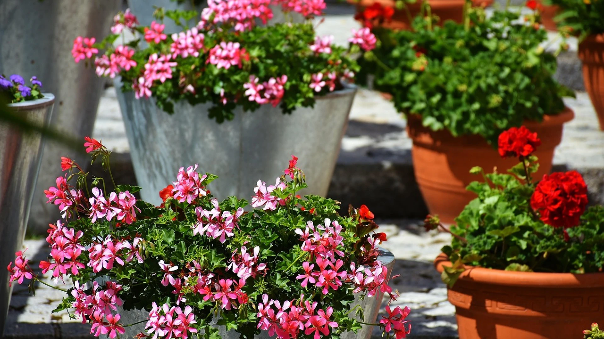 Hnojení muškátů: 3 nejlepší hnojiva, díky kterým rostliny bohatě pokvetou