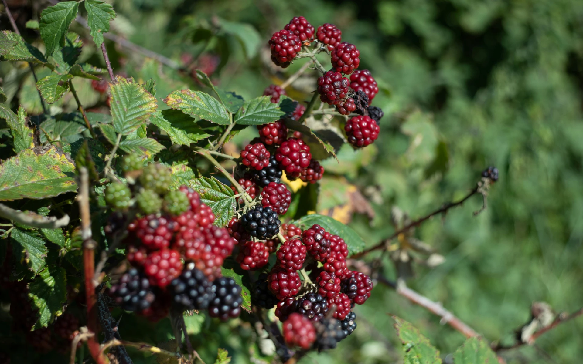 Řez ostružiníku: Podpořte zdraví keře a bohatou sklizeň v příštím roce