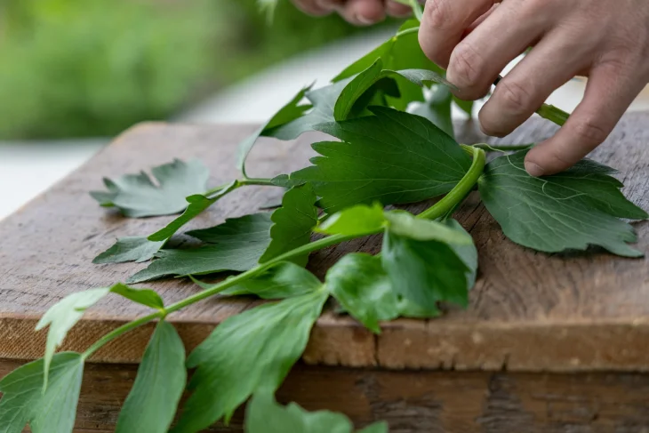 Stříhání libečku je důležité pro dosažení aromatických listů: Jak postupovat a neudělat chybu Stříhání libečku je důležité pro dosažení aromatických listů: Jak postupovat a neudělat chybu