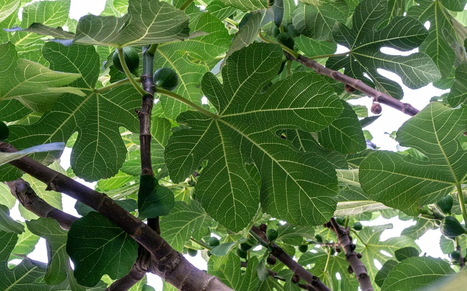 Řez fíkovníku: Jak a kdy ho zastřihnout, aby příští rok bohatě plodil
