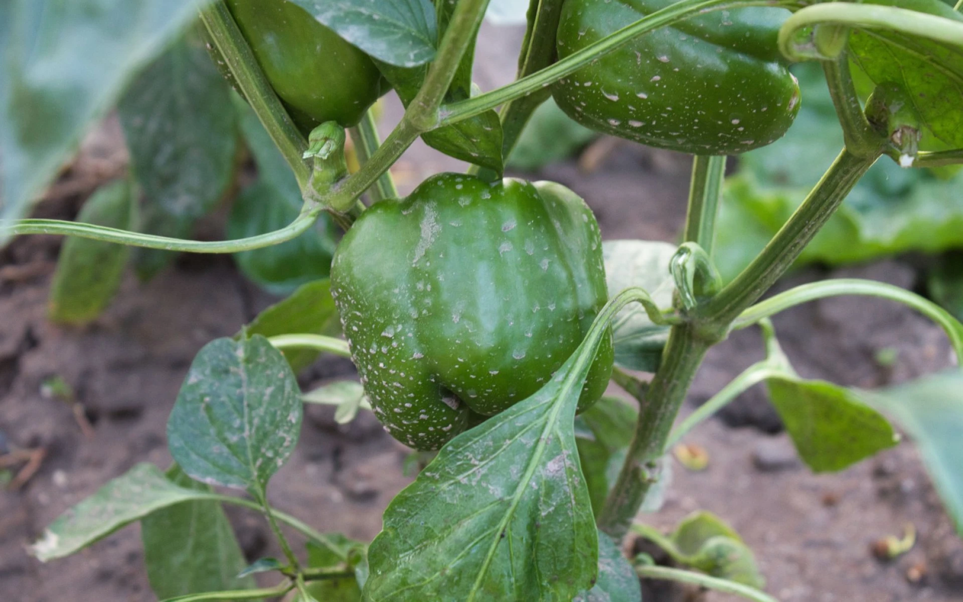 Co nesázet vedle paprik: A co k nim naopak vysadit, abychom podpořili bohatou sklizeň a udrželi rostliny bez chorob