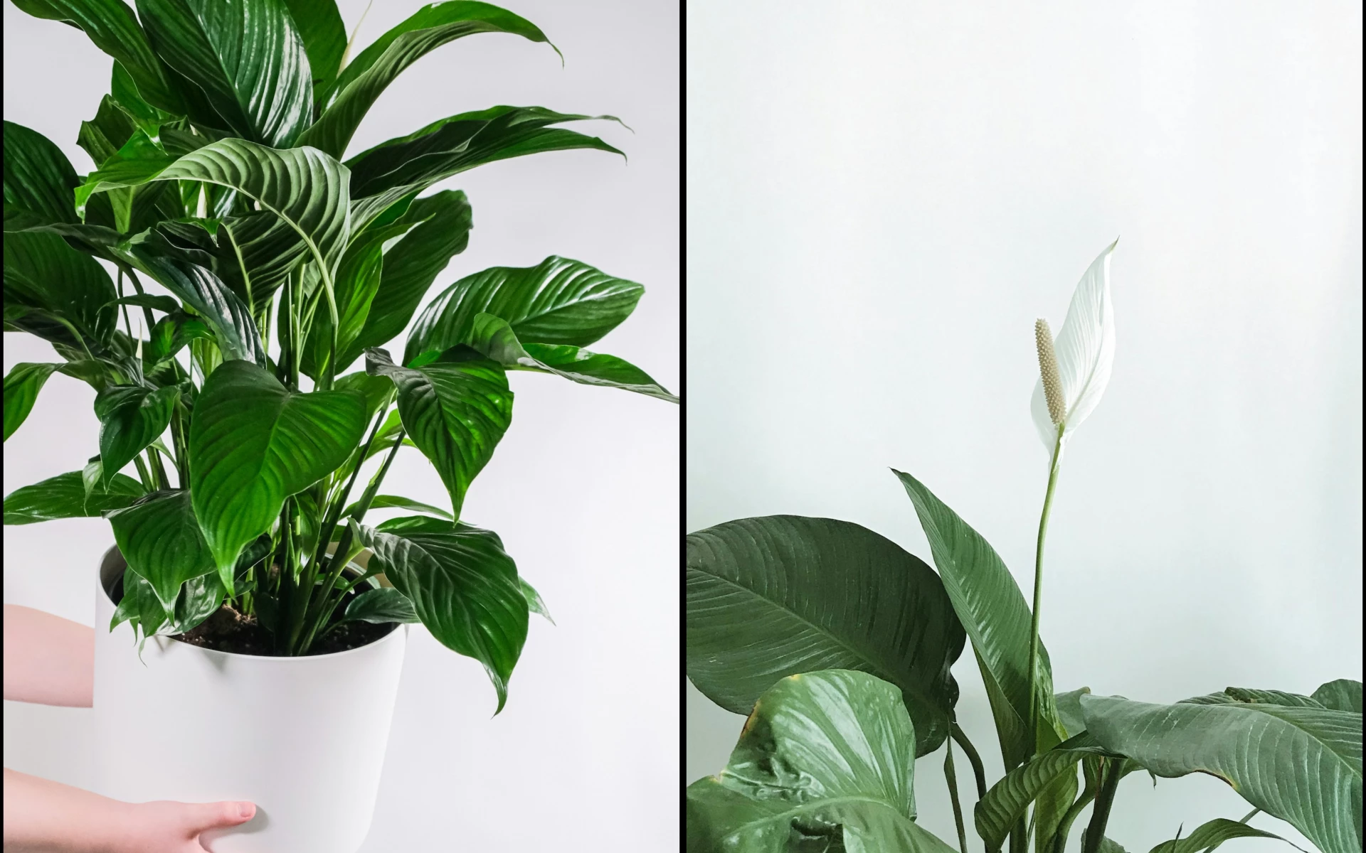 Lopatkovec nekvete: Jak ho přimět ke kvetení a jakým pěstitelským chybám se vyhnout