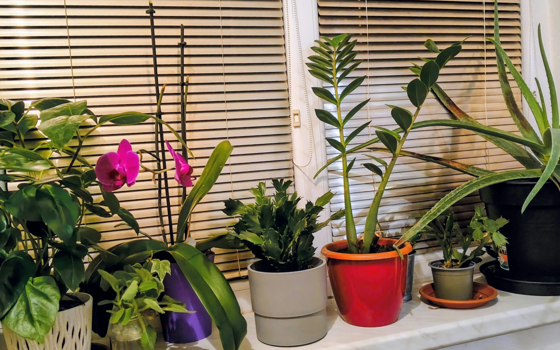Pokojové rostliny na parapetu Magazínudoma
