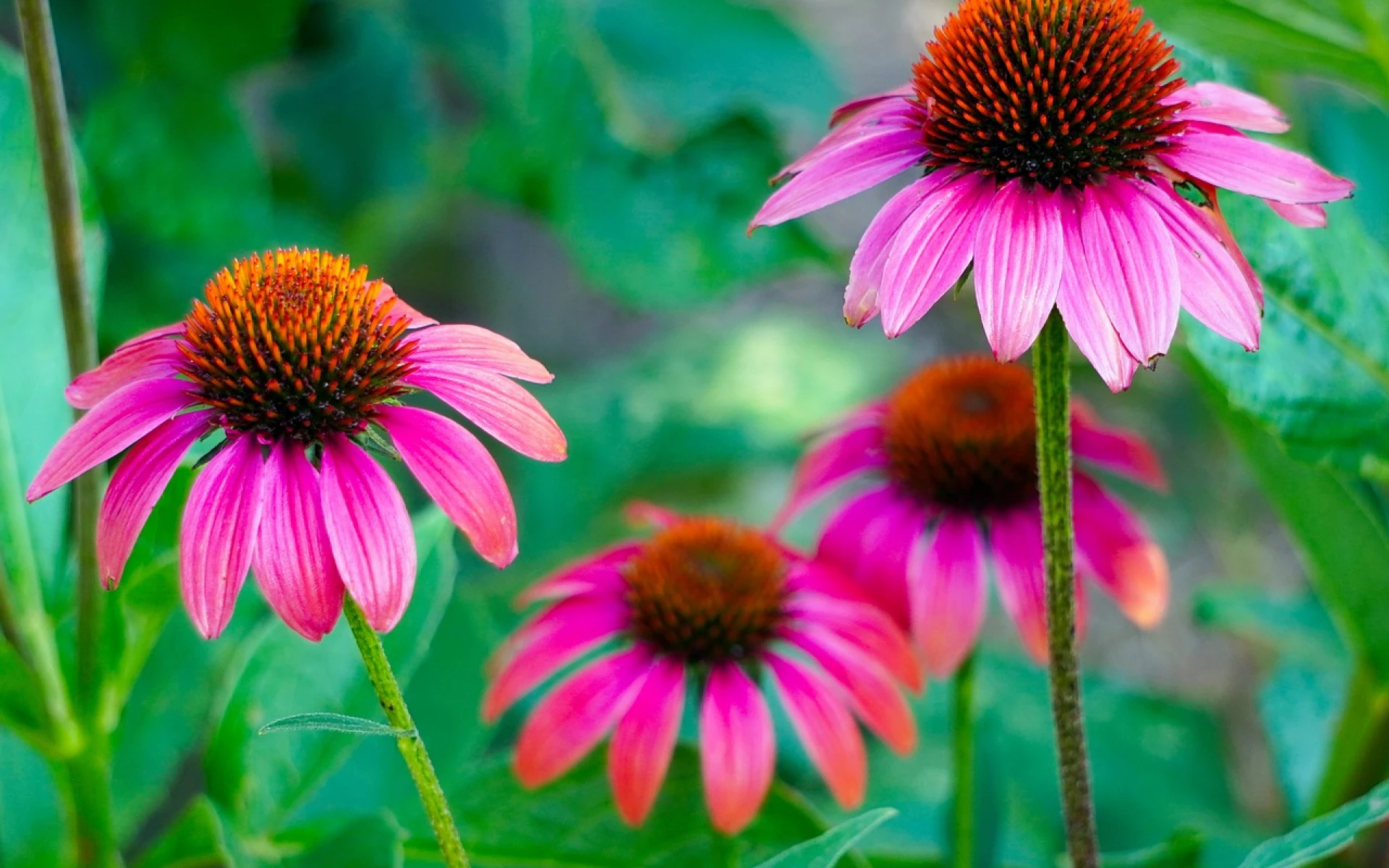 Třapatkovka může bohatě kvést i v říjnu. Je ale potřeba jí zajistit správnou péči, jakou přesně