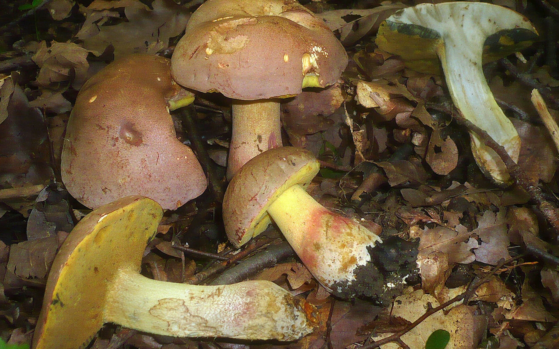 Jaké houby se nesmí sbírat? Za sběr chráněných druhů hub hrozí pokuta až milion korun