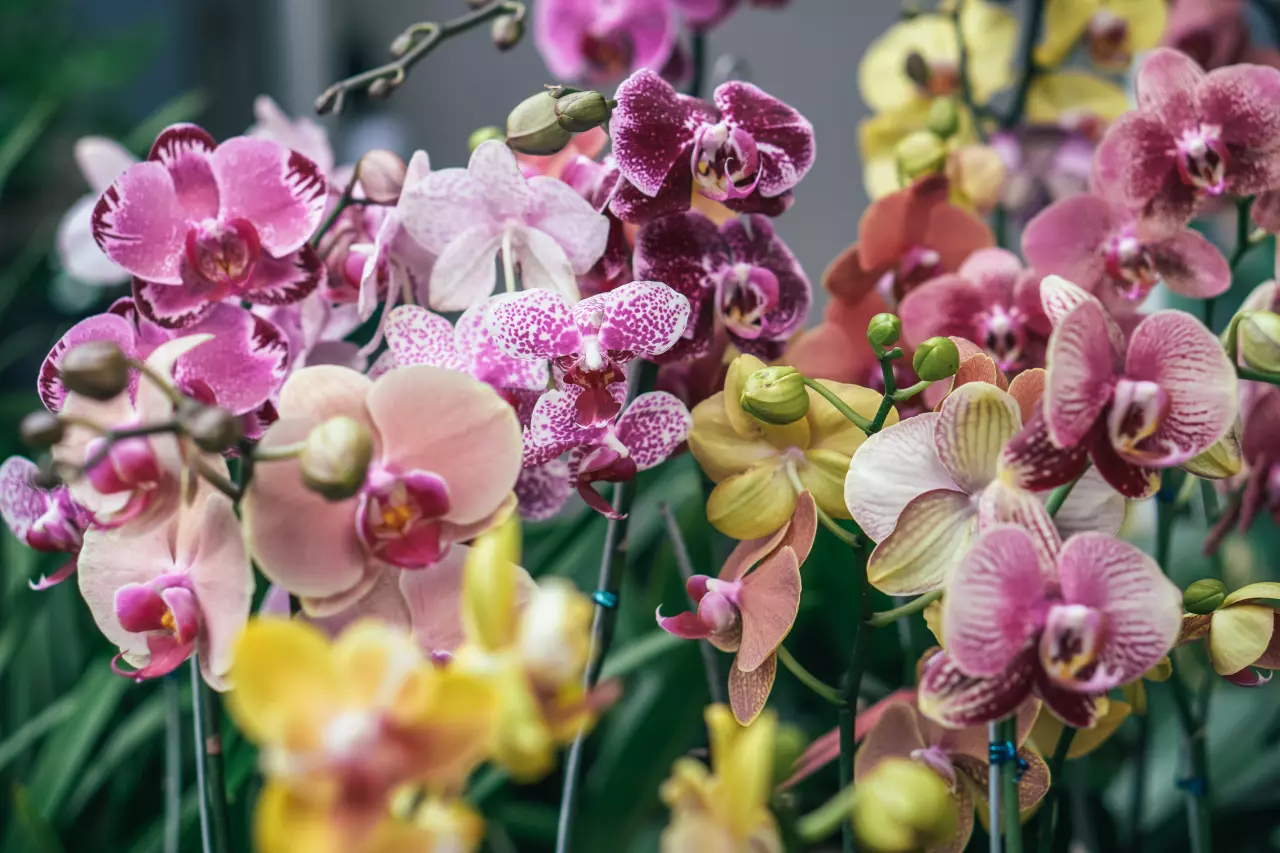 Letní péče o orchideje, která zajistí bujné květenství po dlouhou dobu