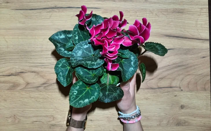 Ruce držící rostlinu bramboříku