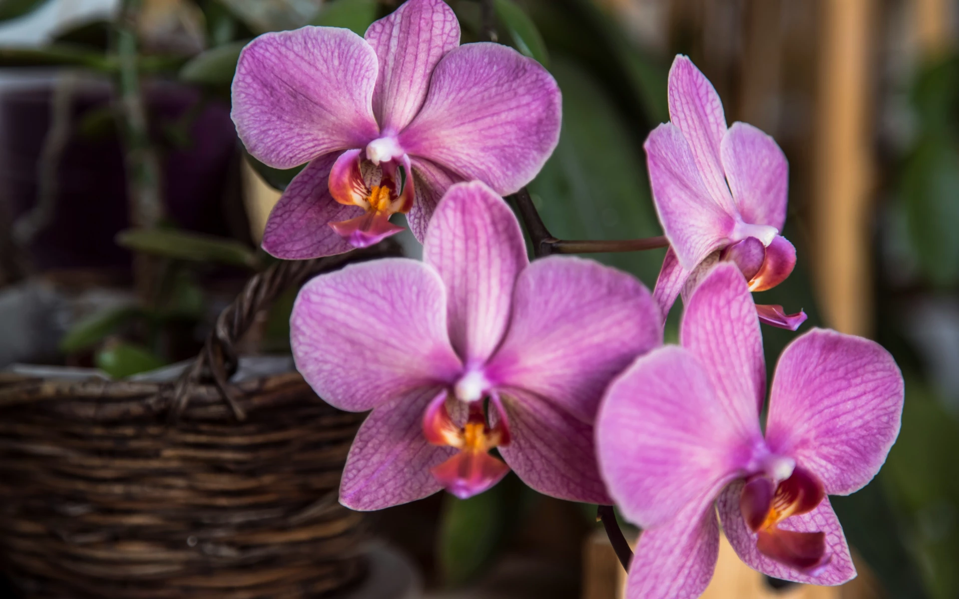 Pěstujte krásky pralesů, pořiďte si exotické orchideje, které zvládne pěstovat i začátečník