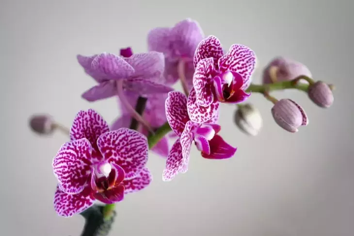 Jak pečovat o orchidej, aby kvetla