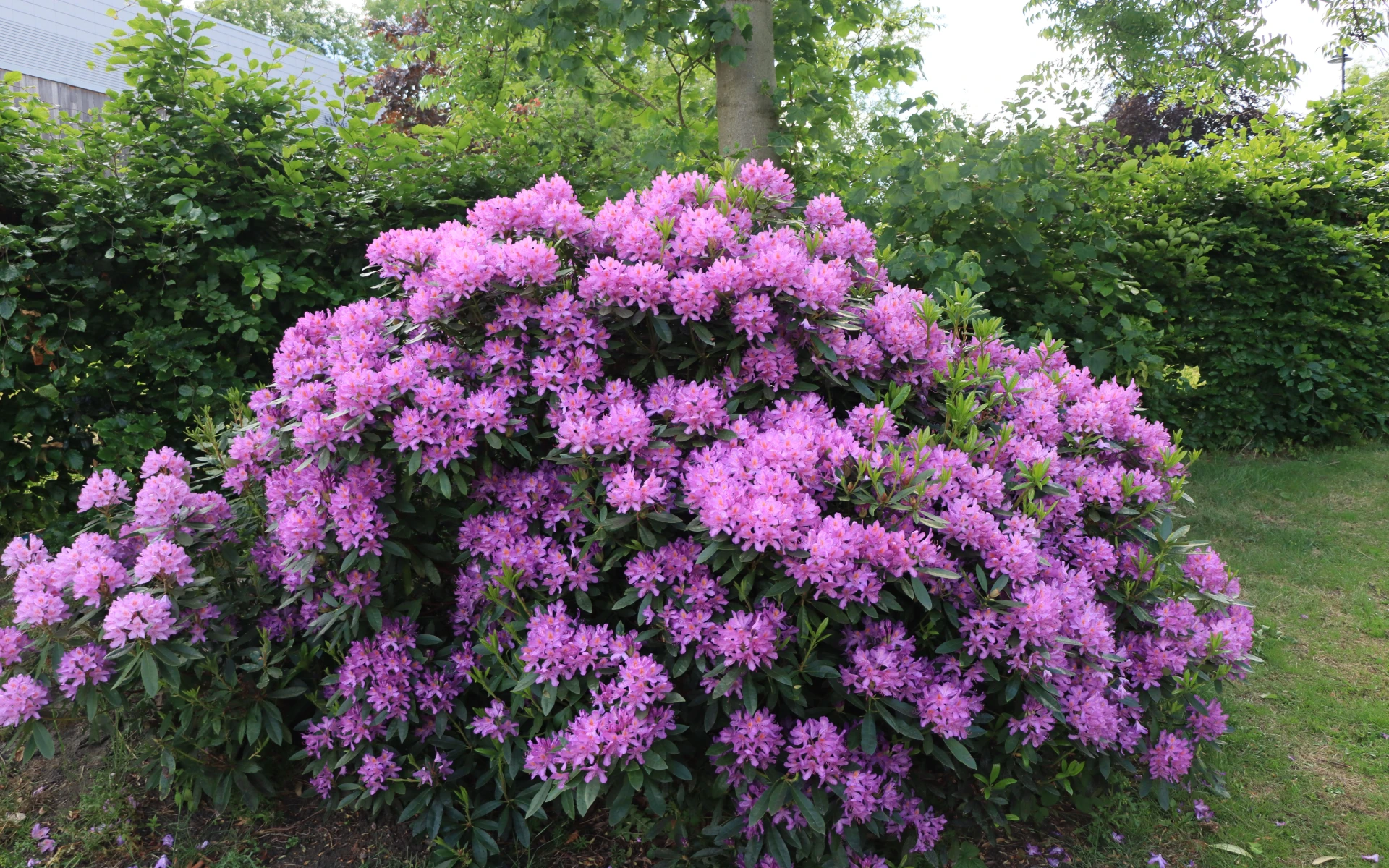 Rododendron s fialovými květy