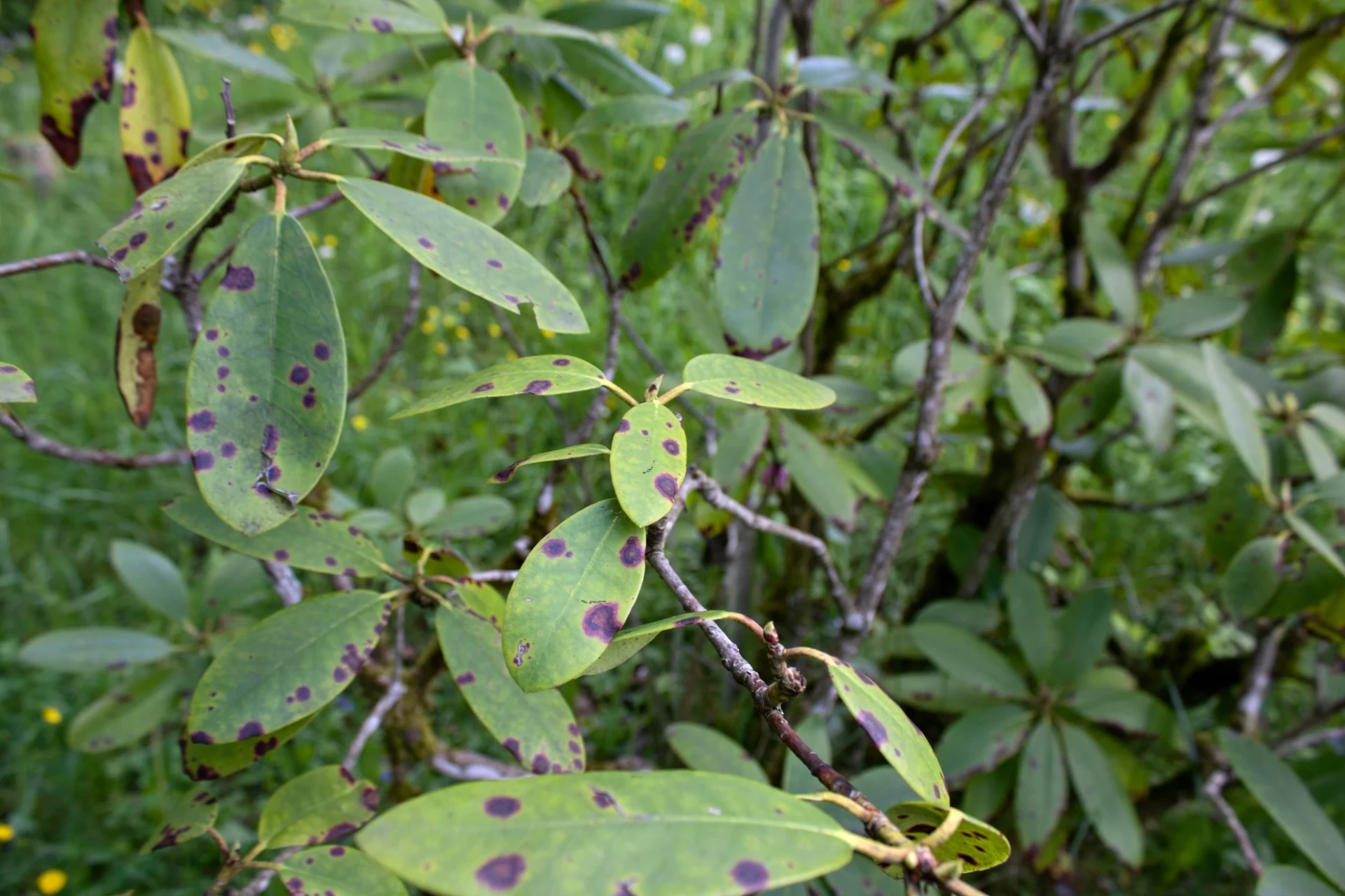Rododendron plísňové onemocnění
