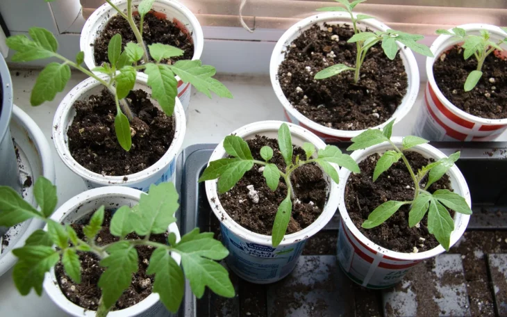 Silné sazenice rajčat díky fermentované šťávě