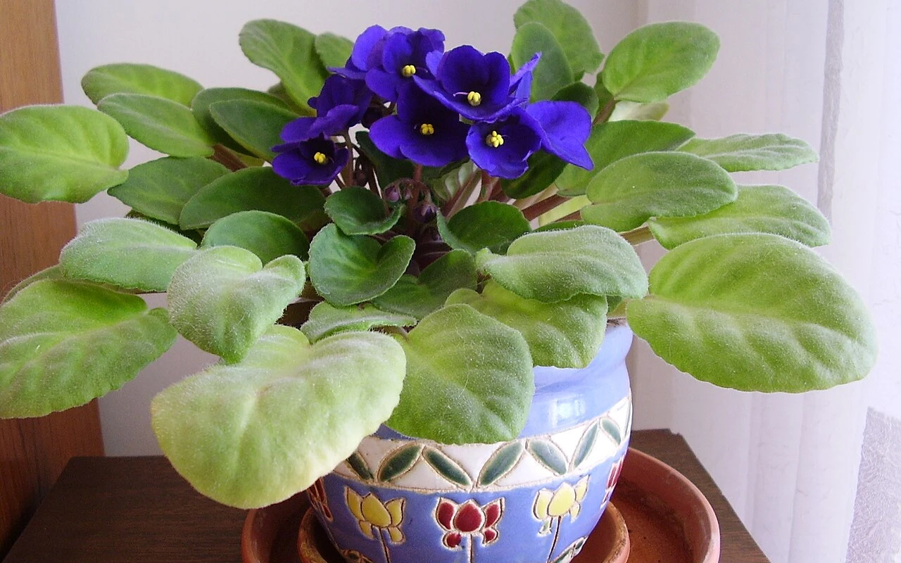 Podpořte africkou fialku, lopatkovec i orchidej v kvetení pomocí biostimulátoru a hnojiva v jednom