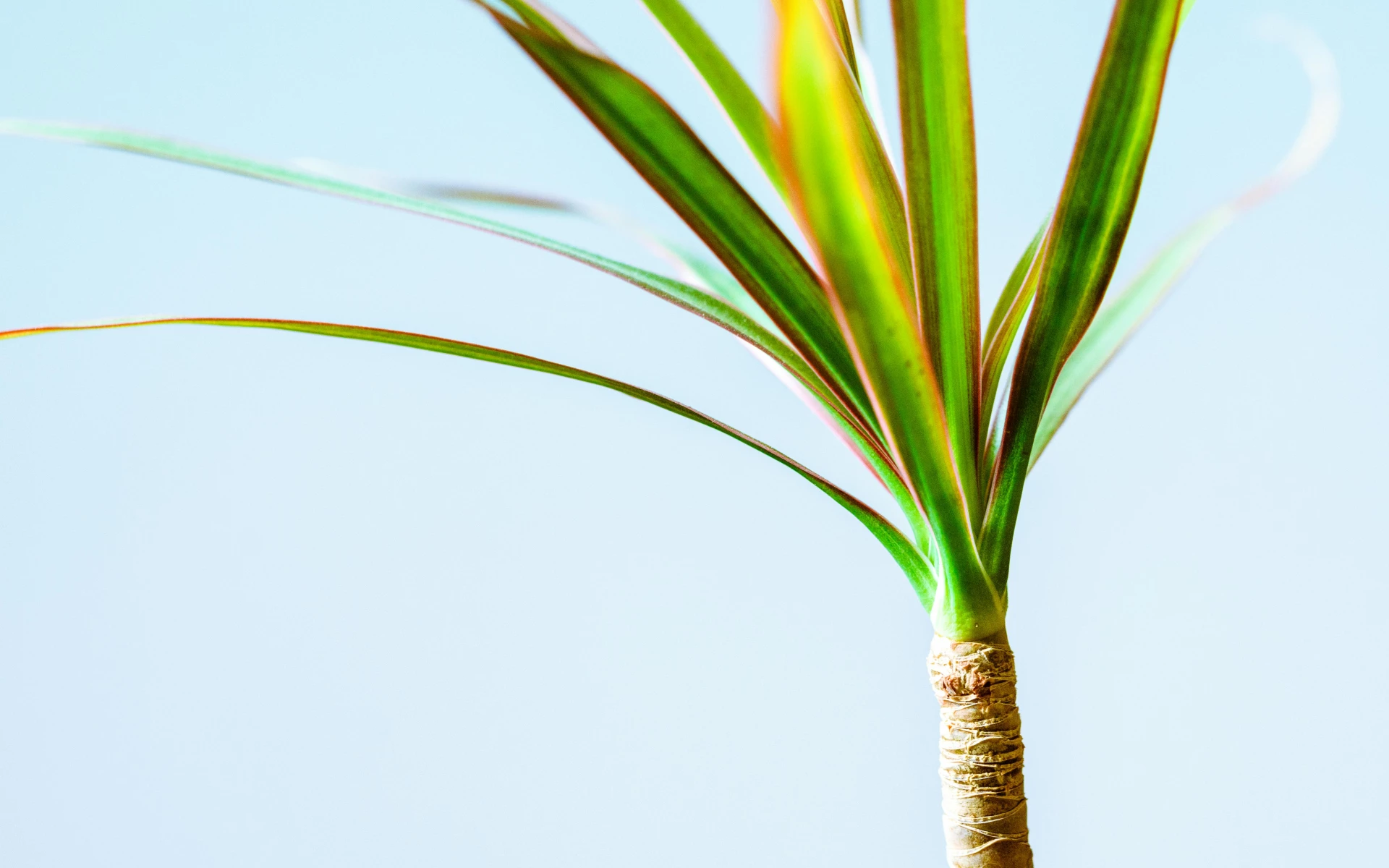 Žluté listy dracény