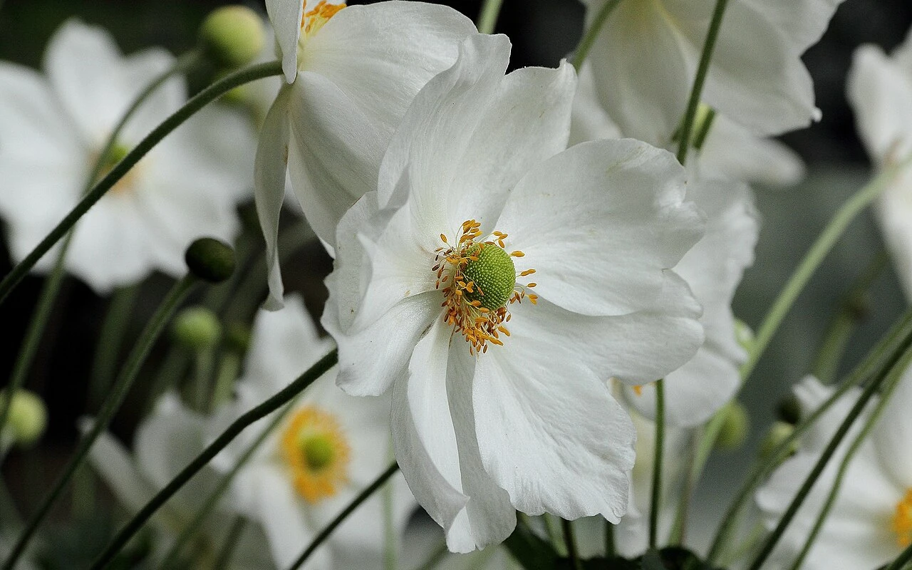 Záhadná kráska z Dálného východu: Vykvétá v srpnu a promění vaši zahradu v tichou oázu