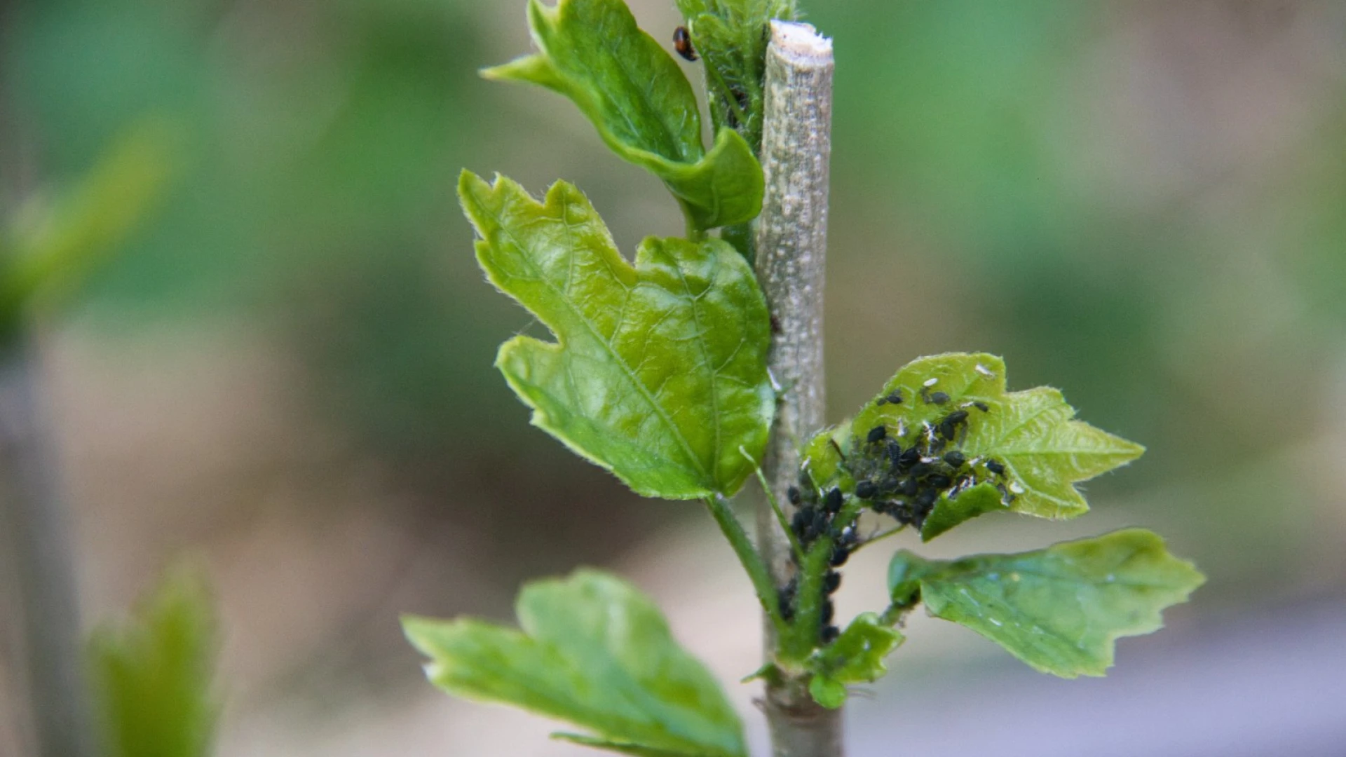 Mšice na ibišku: Jak se jich zbavit a jak rostlinu efektivně chránit před další invazí?