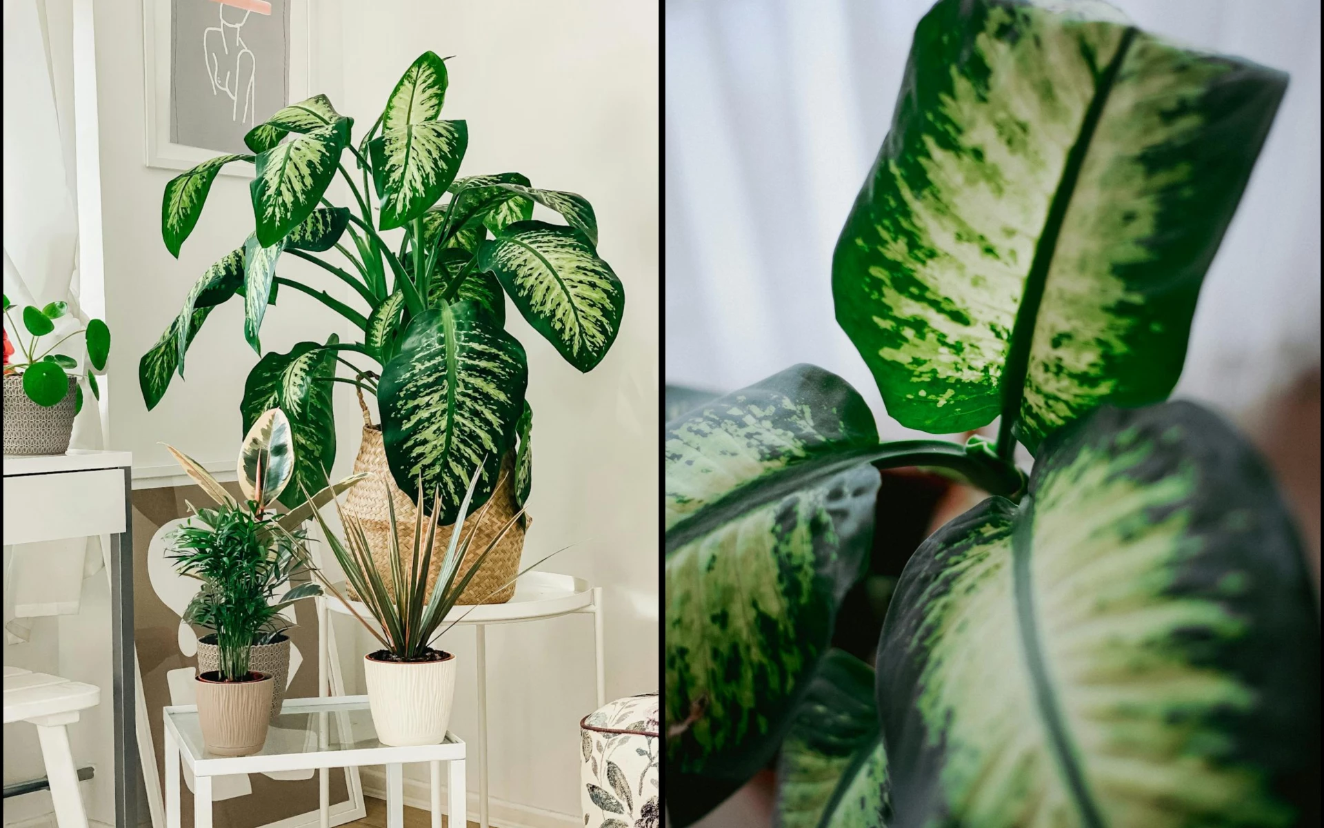 Proč difenbachii žloutnou listy: Jak ji zachránit a pečovat o ni, aby se jí dařilo