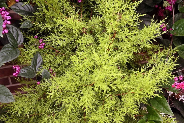 Cypřiš, Cupressus macrocarpa