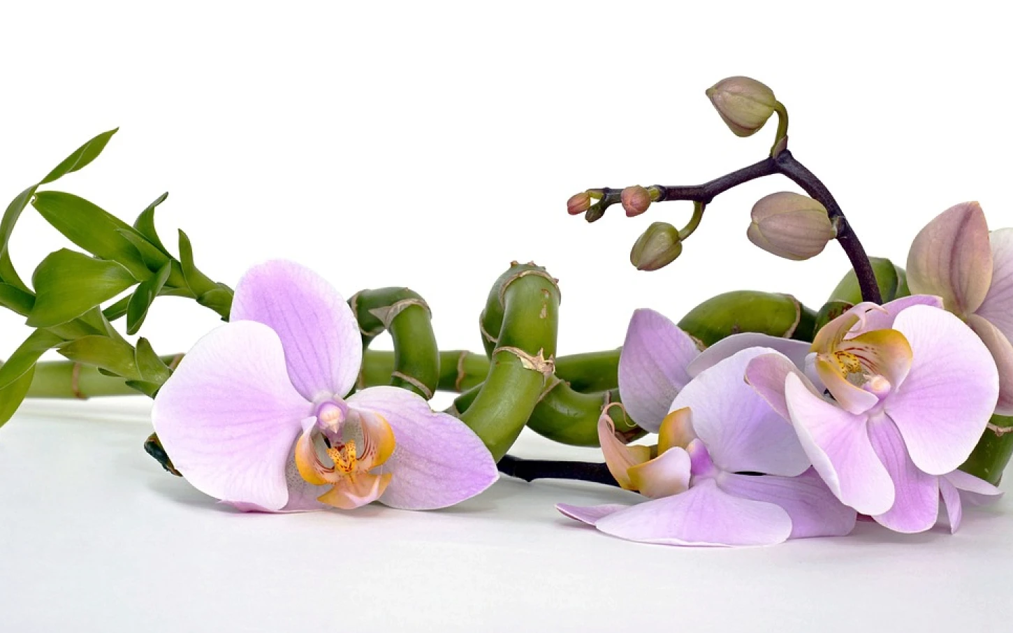 Jak zachránit orchidej, která umírá? Osvojte si několik triků a získáte bohatě kvetoucí rostlinu