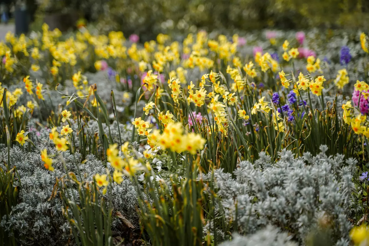 Kdy je nejlepší čas sázet narcisy a jaké chybě se vyhnout, aby na jaře vykvetly