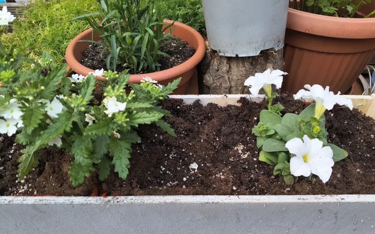 Verbena a petúnie v truhlíku