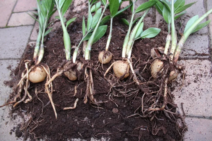 Kořeny a oddenky zamiokulkasu potřebují malý květináč