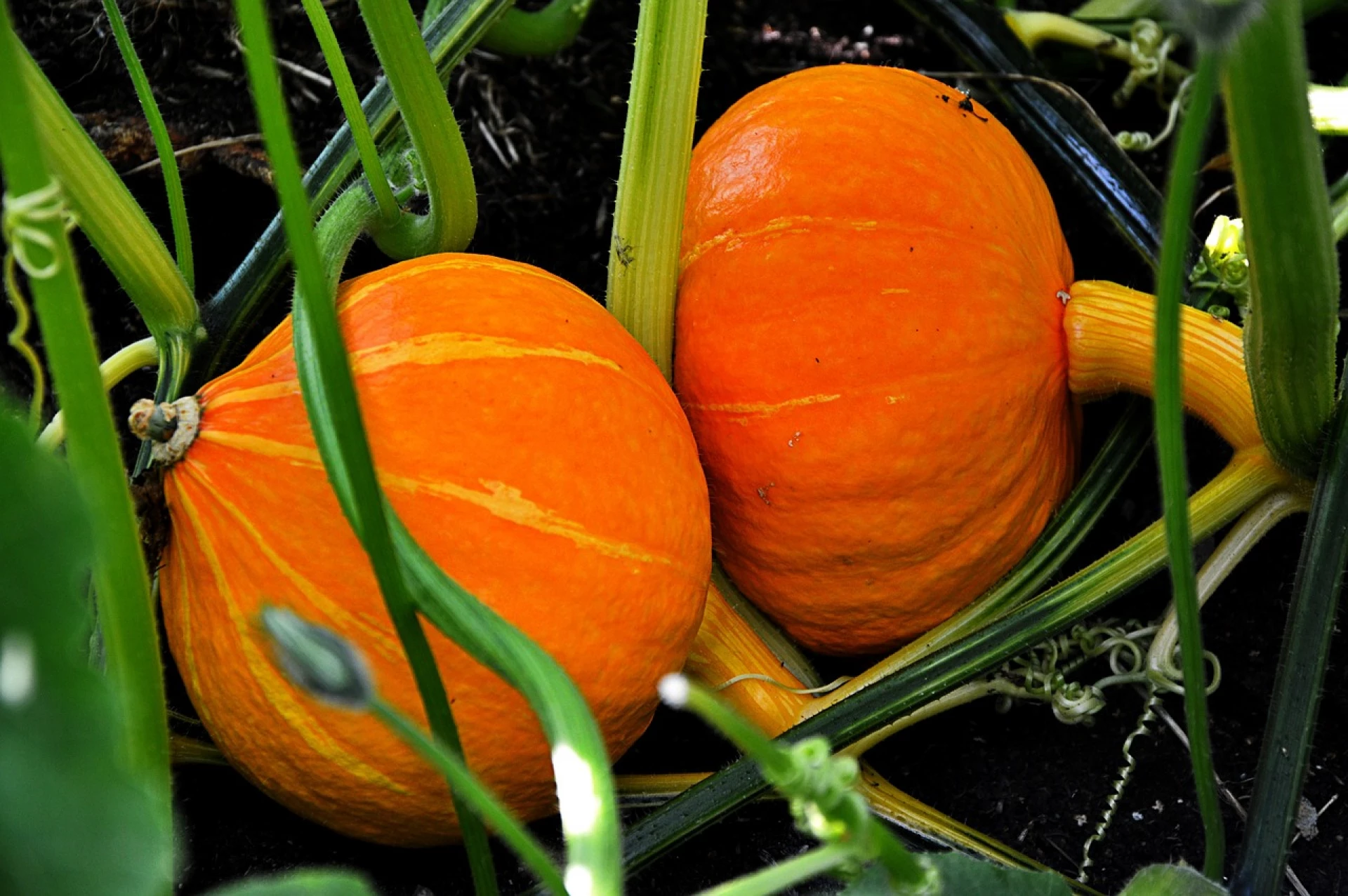 Dýně