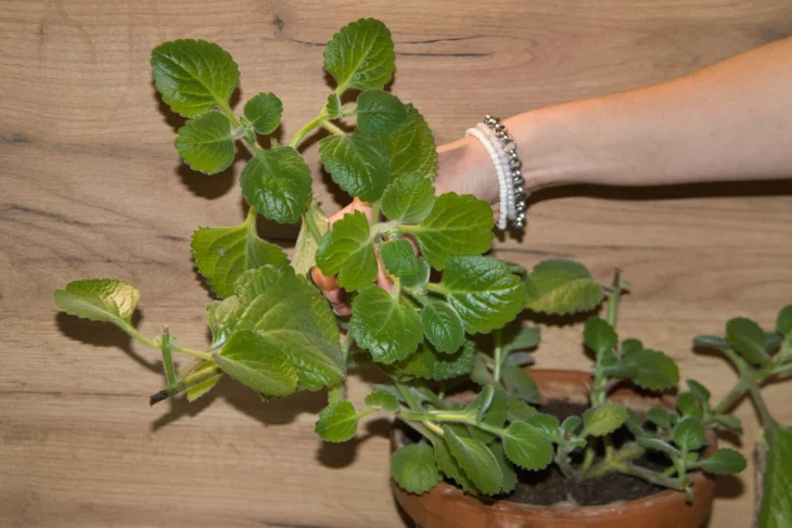 Rýmovník pokojová rostlina