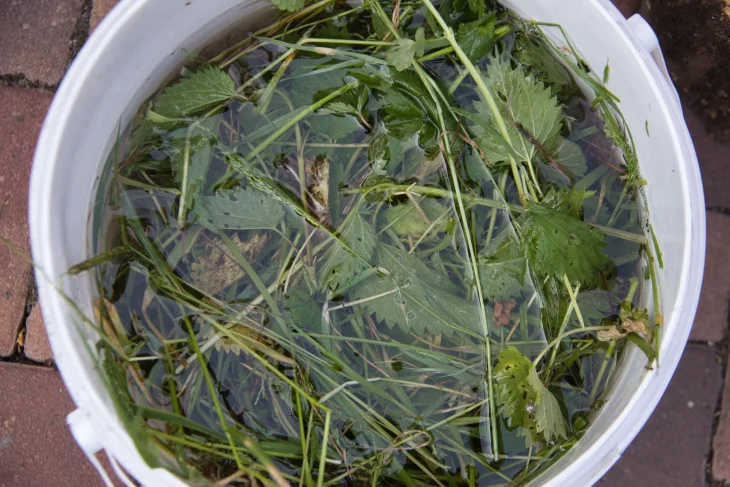 Kopřivová jícha jako hnojivo