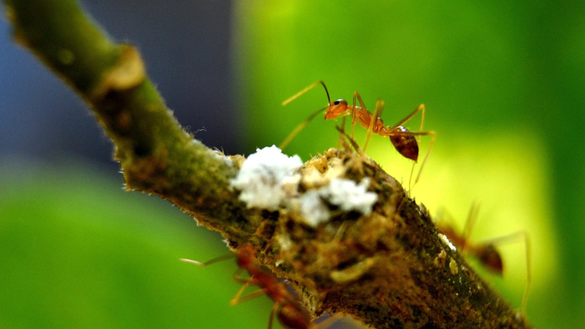 Mravenci na rybízu a ovocných stromech: Jak se jich co nejlépe zbavit?