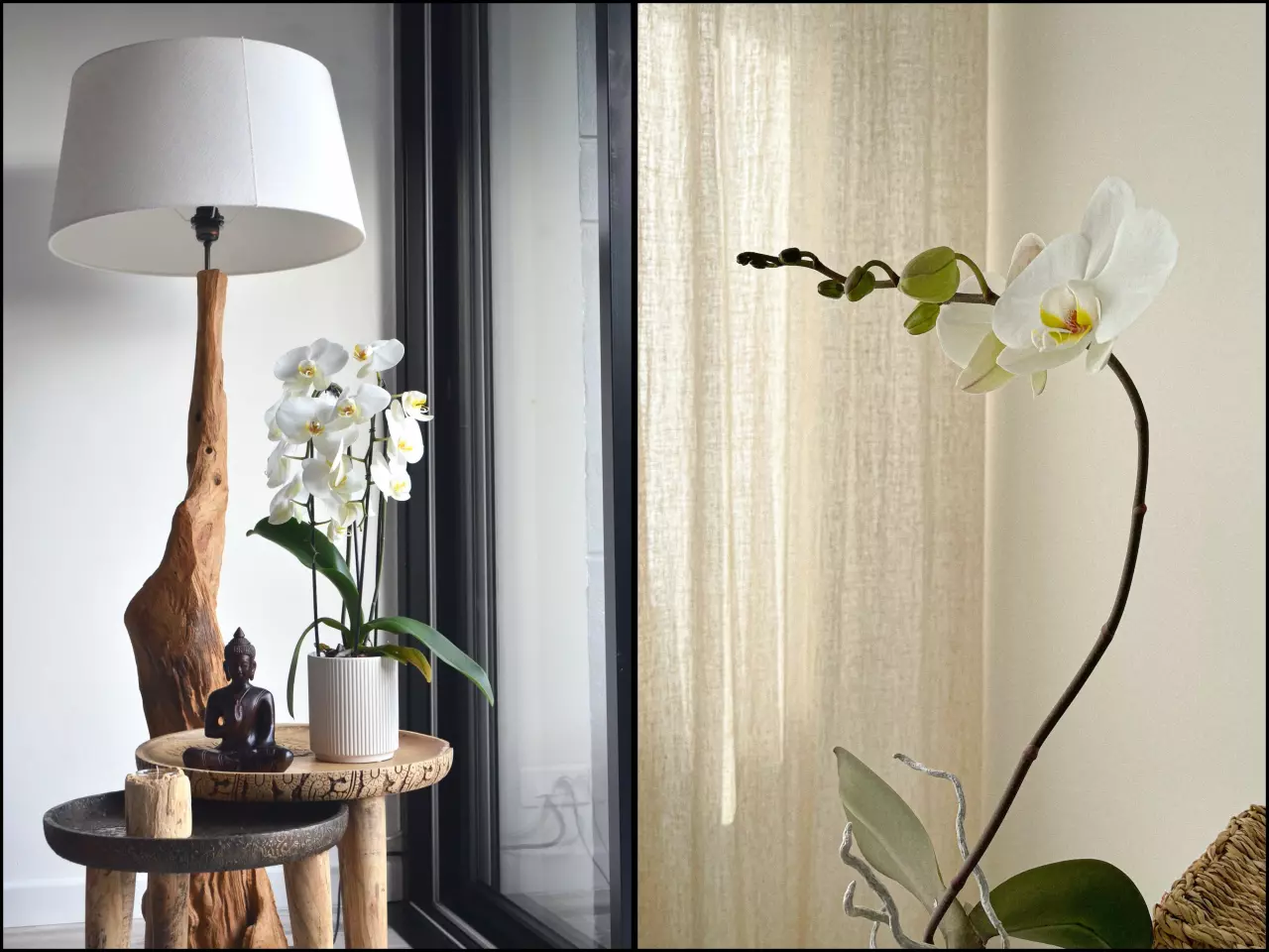 Nekvetoucí orchidej donutí k tvorbě nových poupat jednoduchý trik, který by měl znát každý pěstitel