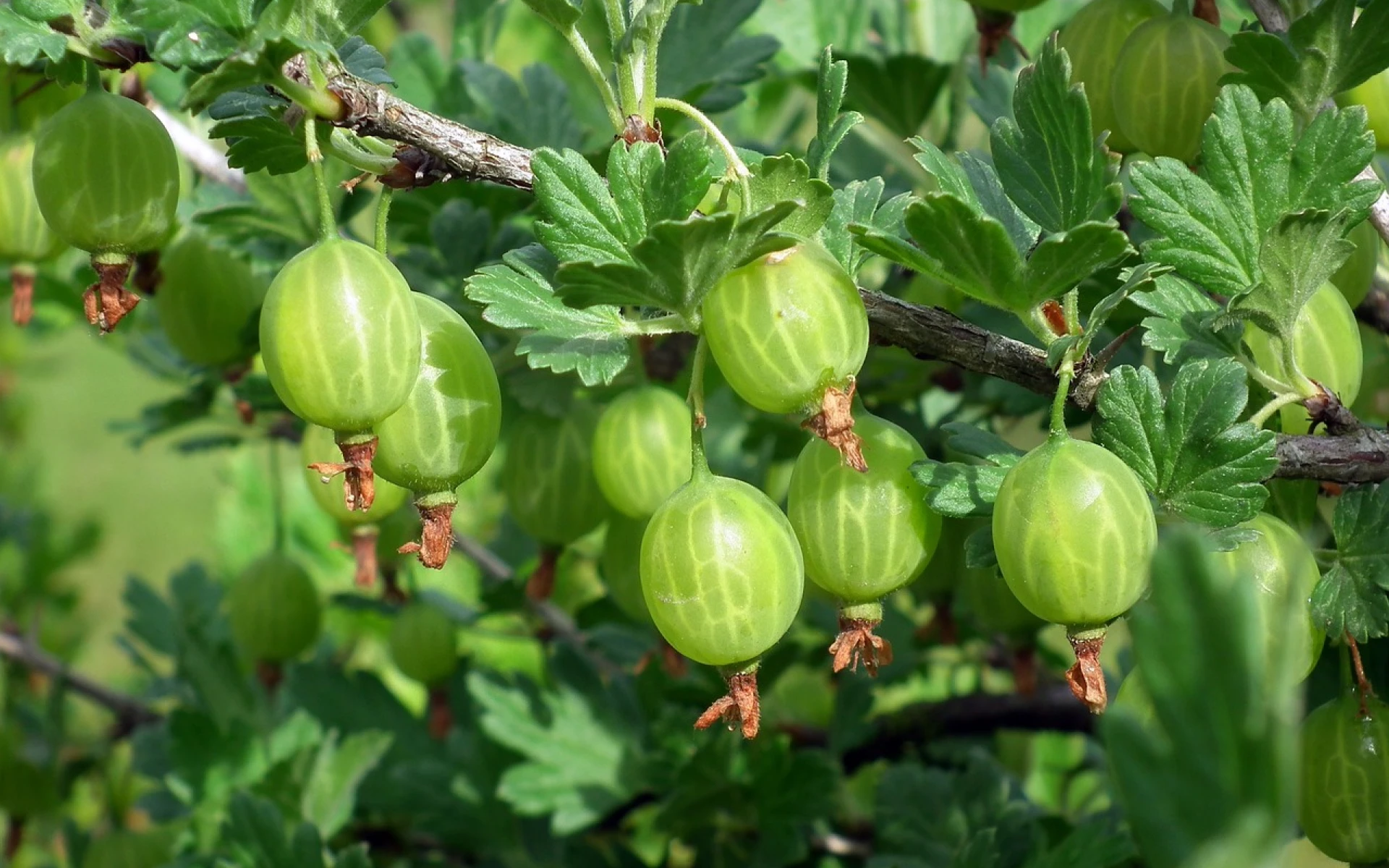 Jarní hnojení angreštu zajistí bohatou úrodu a sladké plody: Jak a čím hnojit?