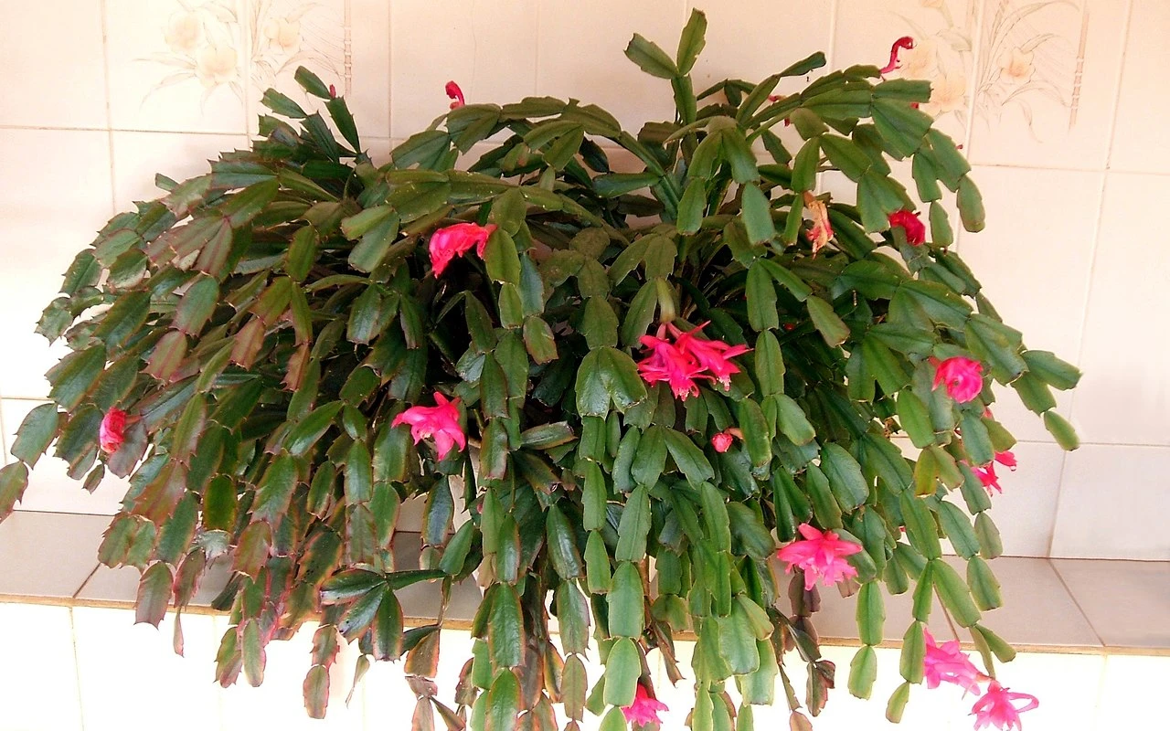 Správná zálivka bohatá na živiny zajistí bohaté kvetení vánočního kaktusu bez opadu poupat