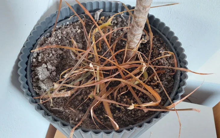 Dracéně opadávají listy