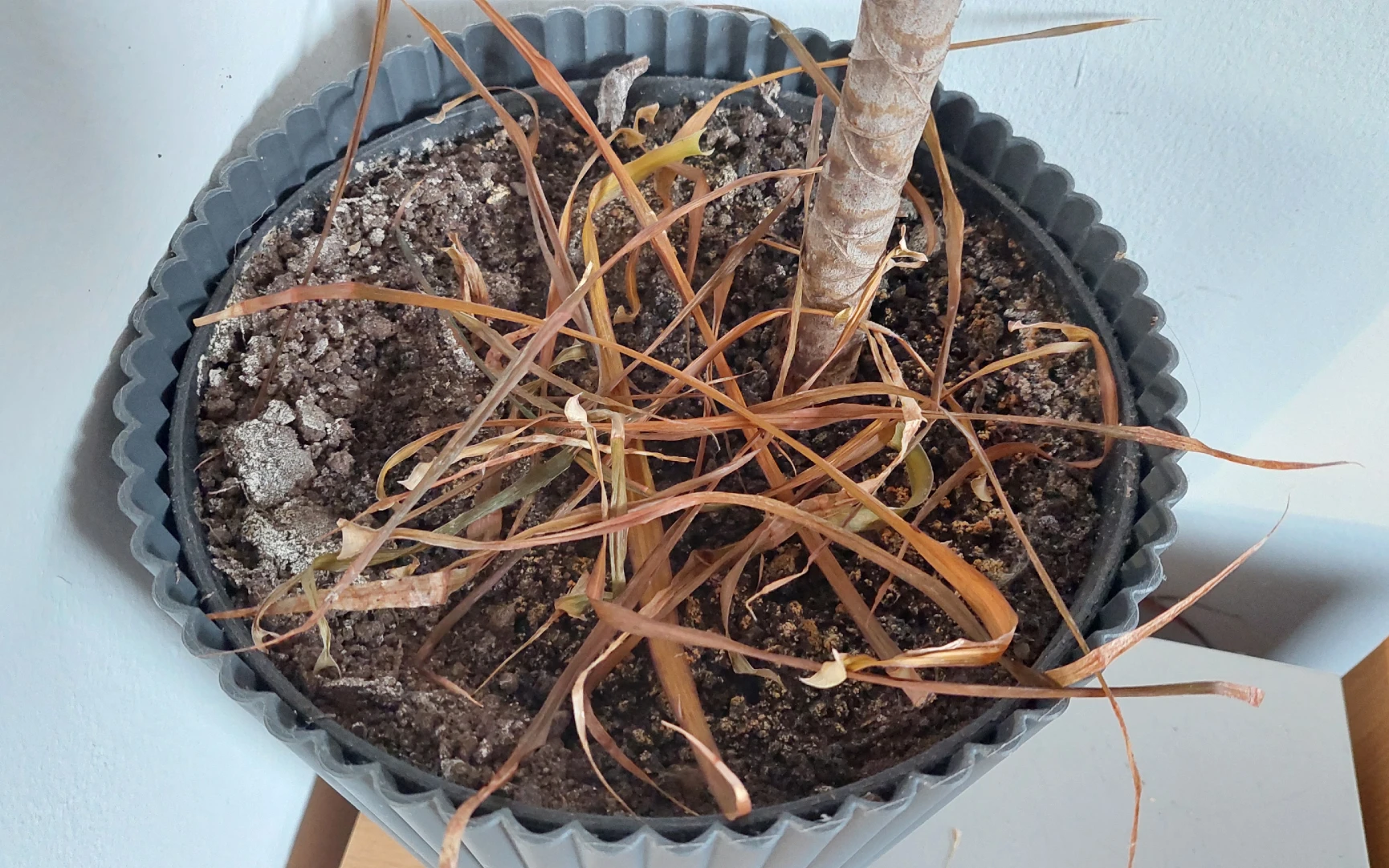 Dracéně opadávají listy