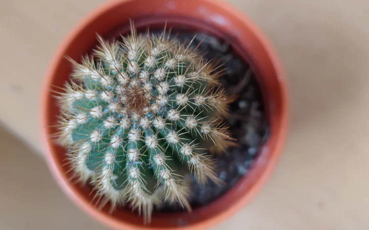 Říká se, že pěstování kaktusů je snadné a že ho zvládne i…