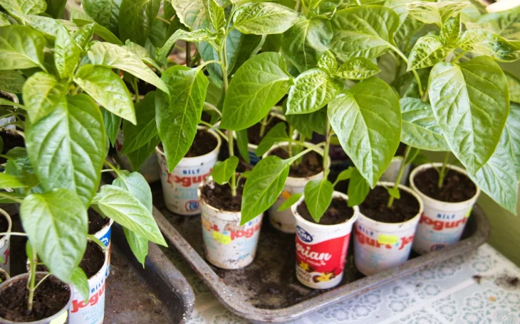 Sazenice paprik v kelímcích před výsadbou