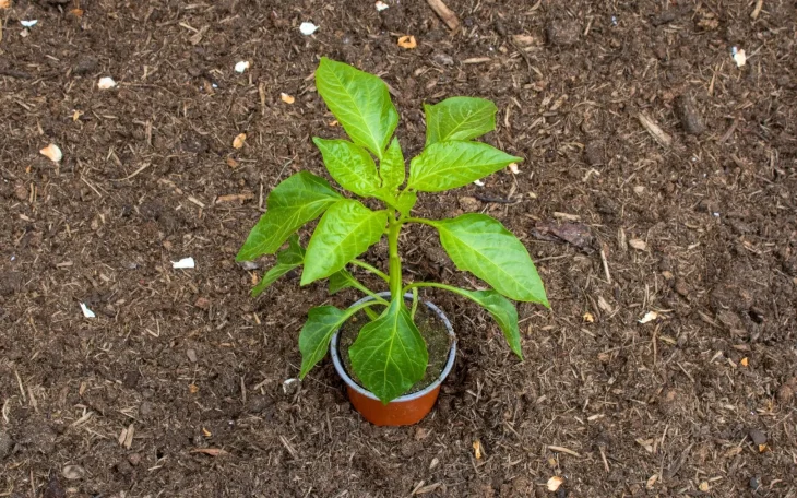 Sazenice papriky na záhonu