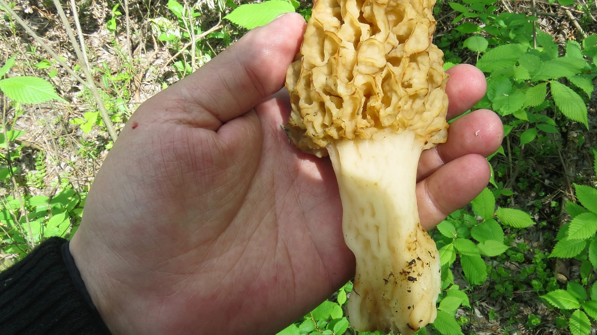 Jarní houbaření: Jaké houby už nyní rostou v lese a kam na ně vyrazit