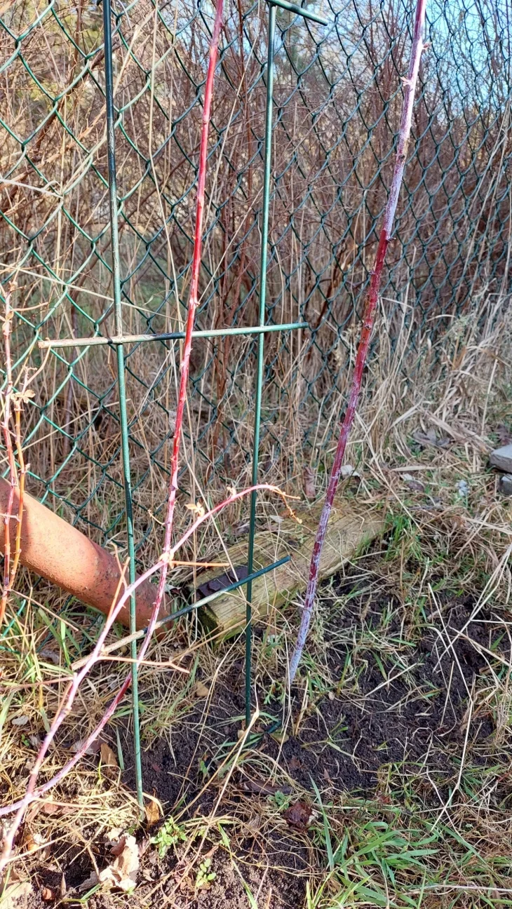 Ostružiny na jaře Ostružina na záhonu před řezem