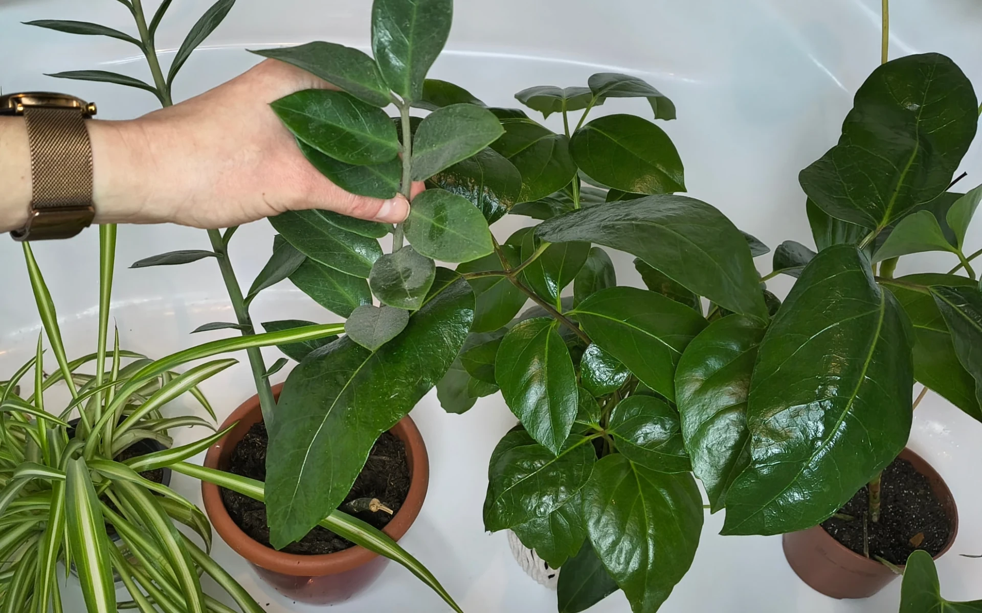 Zaprášené listy pokojových rostlin