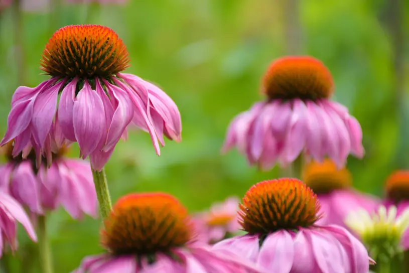 echinacea