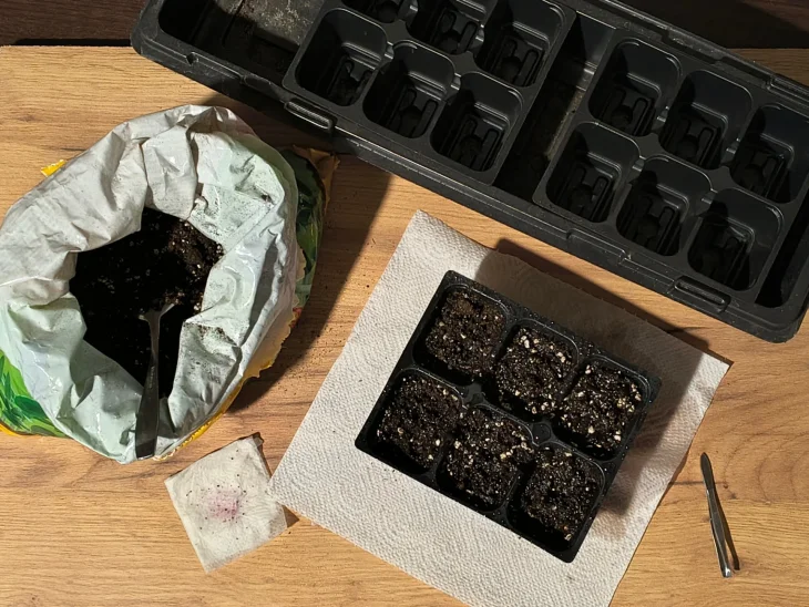 Výsev ibišku syrského, pěstování ze semen